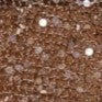zinnie-sequins-off-shoulder-top-mocha.jpg